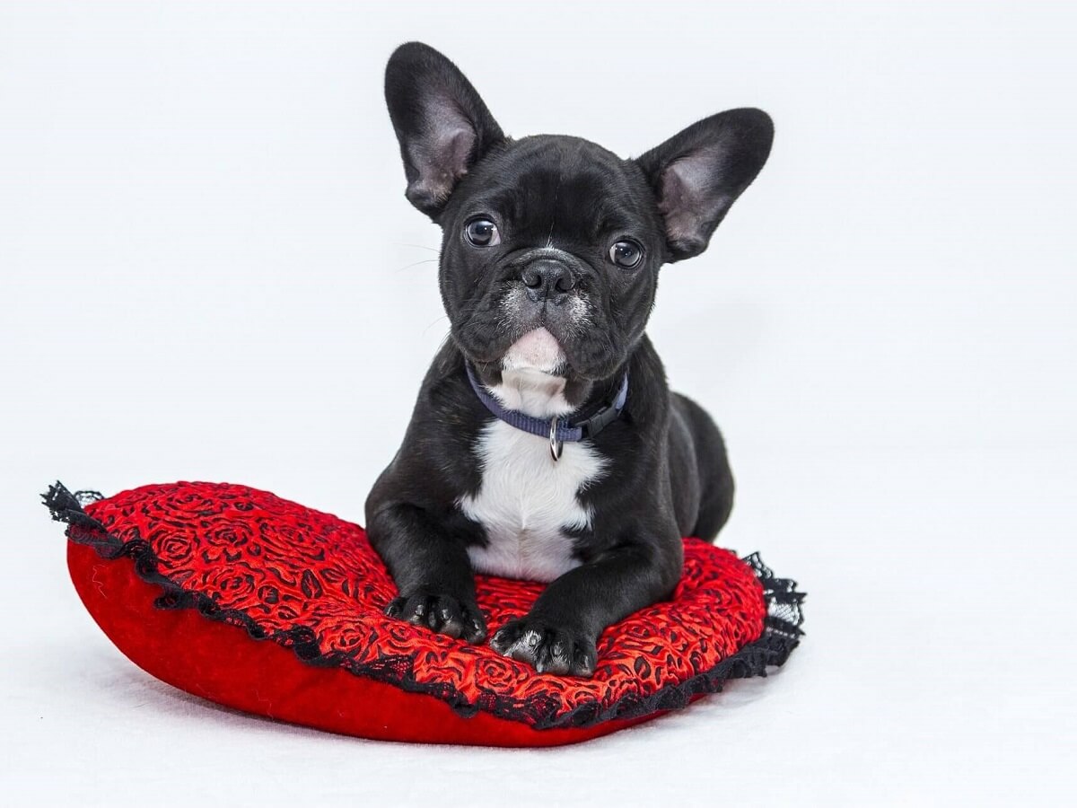 Bulldog Puppy on a cushion