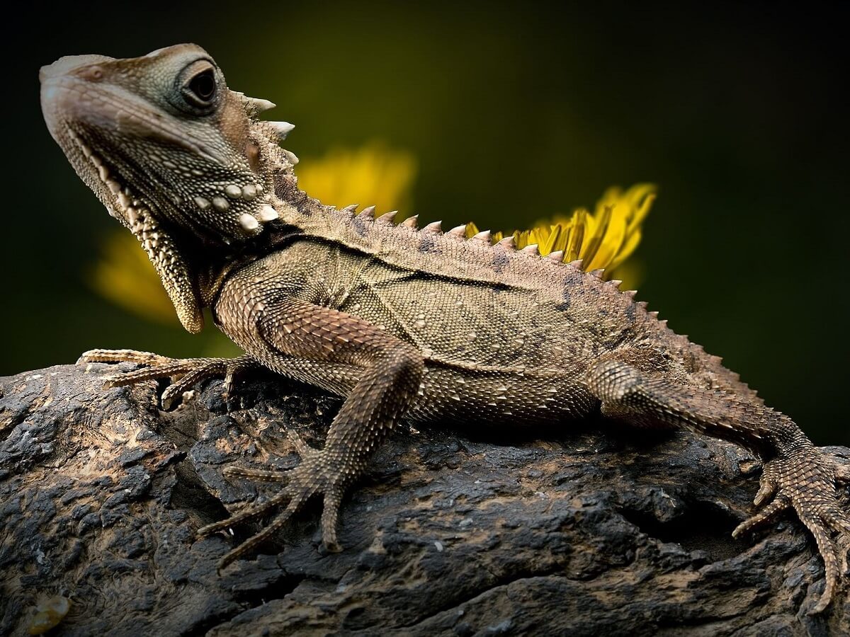 Lizard on a rock