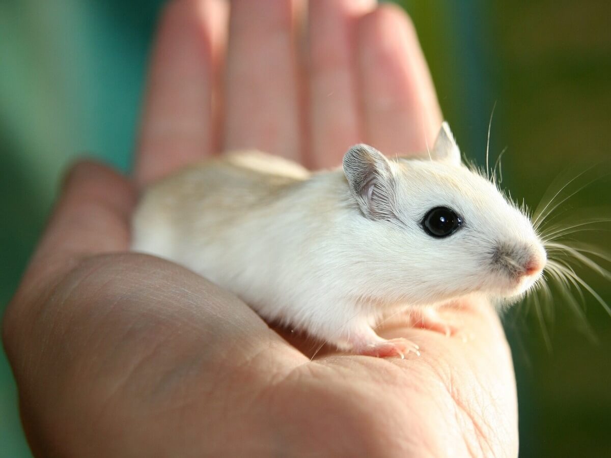 Mouse cupped in a hand