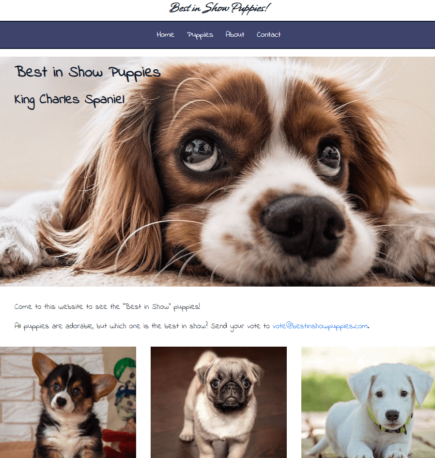 Best in Show Puppies Website